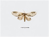 藏品(白斑舟蛾)的圖片